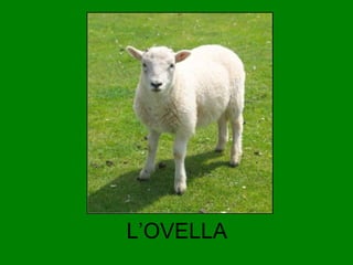 L’OVELLA

 