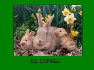 EL CONILL

 