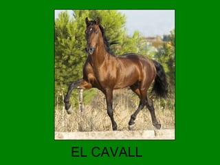 EL CAVALL

 