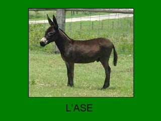 L’ASE

 