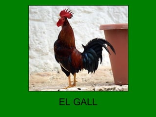 EL GALL

 