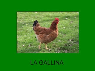LA GALLINA

 