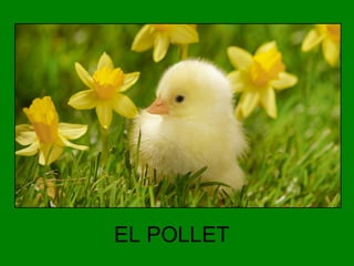 EL POLLET

 