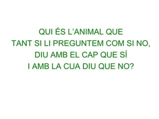QUI ÉS L’ANIMAL QUE
TANT SI LI PREGUNTEM COM SI NO,
DIU AMB EL CAP QUE SÍ
I AMB LA CUA DIU QUE NO?

 