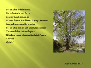 Sóc un arbre de fulla caduca.
Em trobaràs a la vora del riu
i puc ser tan alt com un pi.
La meva floració és al febrer i a...