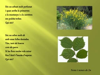 Sóc un arbust molt perfumat
i quan arriba la primavera
a la muntanya i a la carretera
em podràs trobar.
Qui sóc?
Sóc un ar...