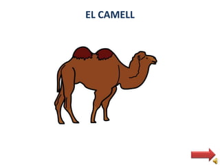 EL CAMELL
 