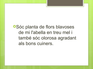Sóc

planta de flors blavoses
de mi l'abella en treu mel i
també sóc olorosa agradant
als bons cuiners.

 