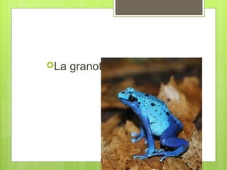 La

granota

 