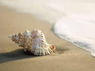 Endless summer