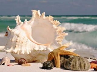 Endless summer