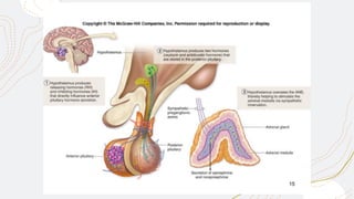 HISTOLOGY OF ENDOCRINE | PDF