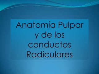Anatomía Pulpar
    y de los
  conductos
  Radiculares
 