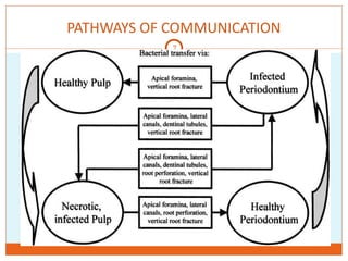 Pathways Of Communication ENDO-PERIO LESIONS and their managements | PPT