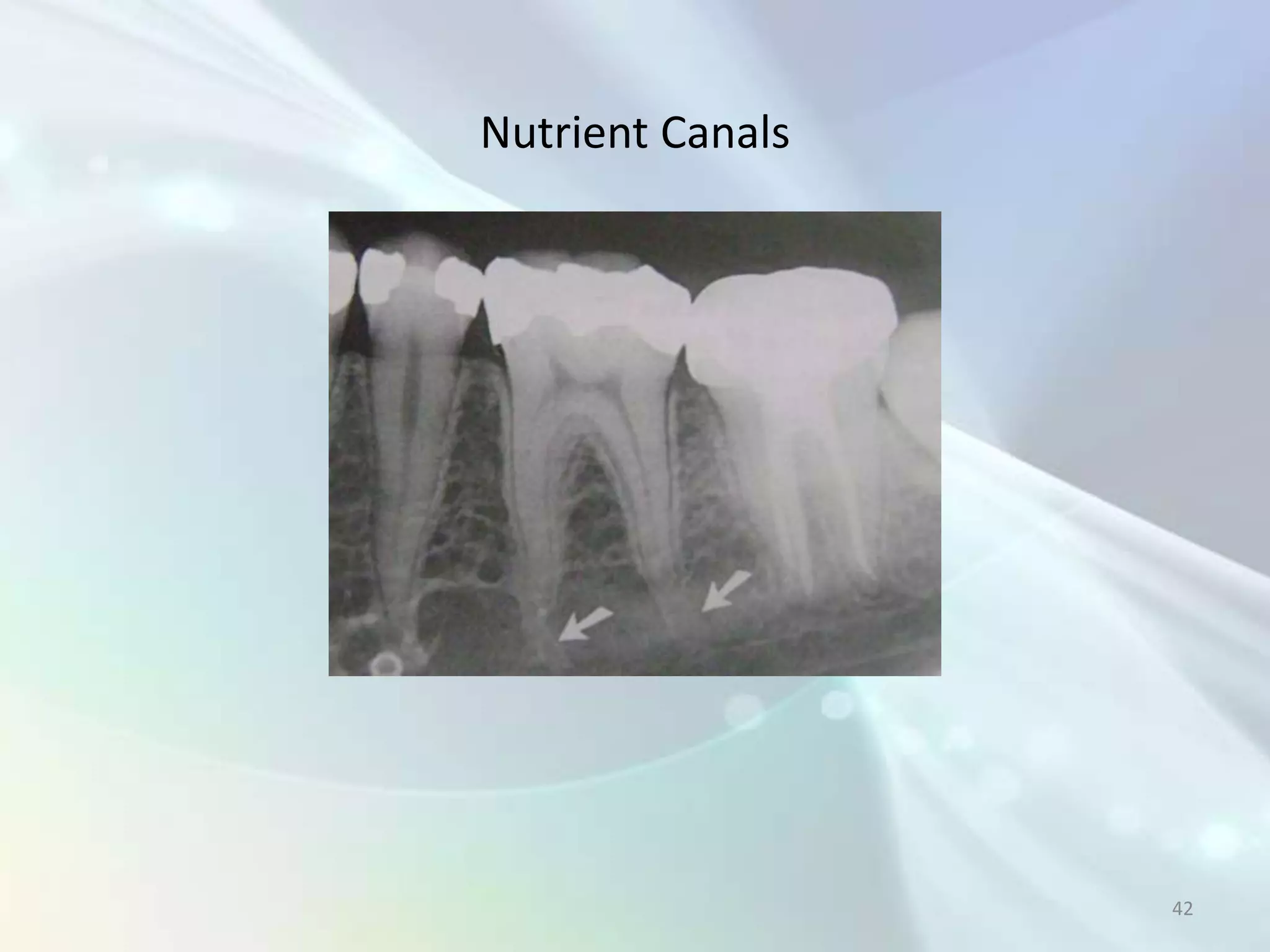 Nutrient Canals




                  42
 