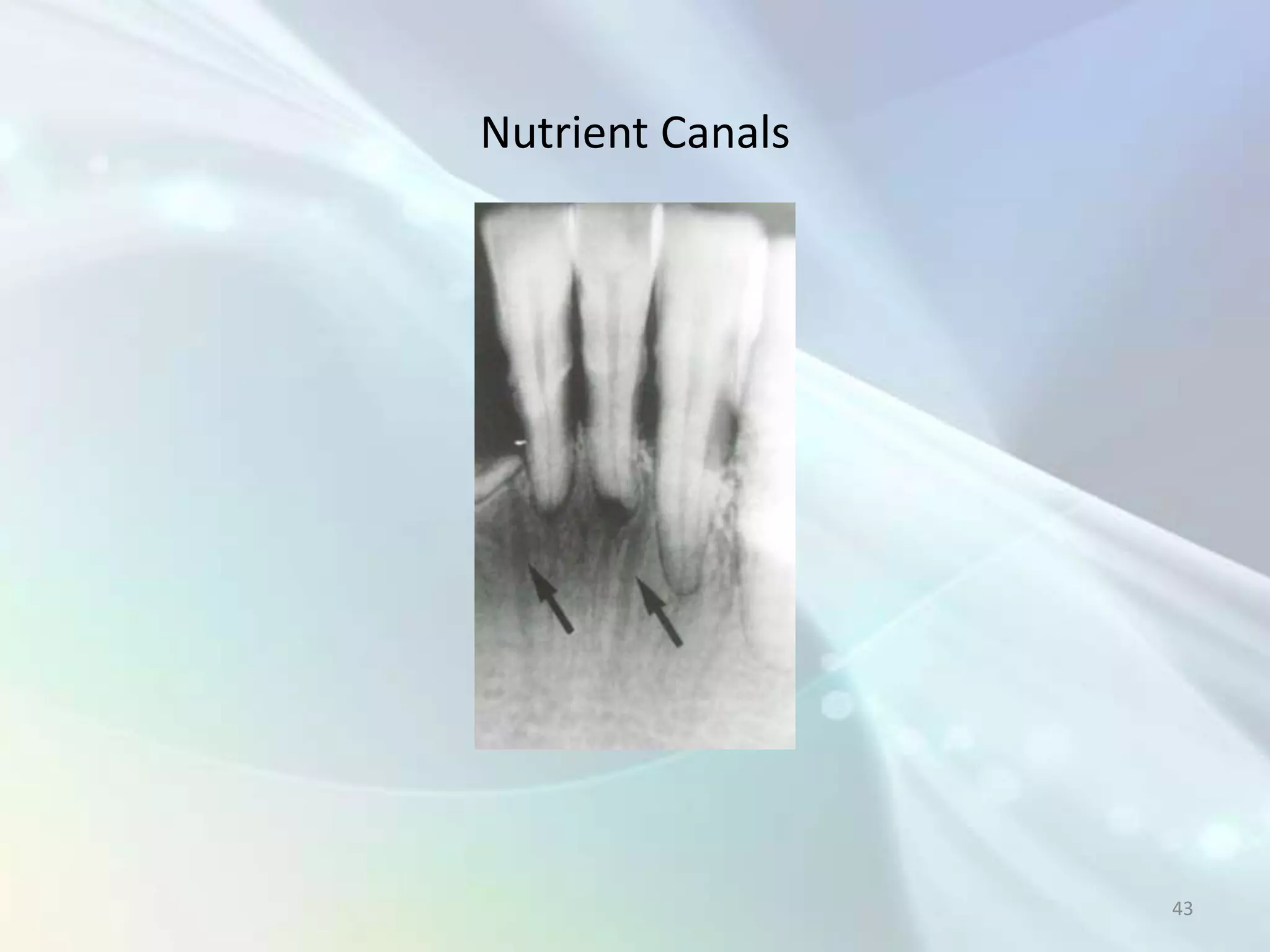 Nutrient Canals




                  43
 