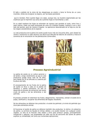 El tallo o estípite de la reina de las oleaginosas es erecto y tiene la forma de un cono
invertido. Antes de envejecer es áspero, por las bases peciolares

 que lo revisten. Pero cuando llega a la vejez, aunque liso, se muestra segmentado por las
cicatrices que le imprimen sus cerca de cuarenta hojas al marchitarse y caer.

En su edad mediana las hojas se extienden de manera casi paralela al suelo, entre tres y
siete metros. Cada una está compuesta de unos 25 0 folíolos lineales, insertos a uno y otro
lado del pecíolo, pero de manera irregular. La apariencia desordenada de la hoja es uno de
los rasgos característicos de la especie.

La vida productiva de la palma de aceite puede durar más de cincuenta años, pero desde los
veinte o veinticinco su tallo alcanza una altura que dificulta las labores de cosecha y marca el
comienzo de la renovación en las plantaciones comerciales.




                            Proceso Agroindustrial
La palma de aceite es un cultivo perenne y
de tardío y largo rendimiento ya que la vida
productiva puede durar más de 50 años,
pero desde los 25 se dificulta su cosecha por
la altura del tallo.

El procesamiento de los frutos de la palma
de aceite se lleva a cabo en la planta de
beneficio o planta extractora. En ella se
desarrolla el proceso de extracción del aceite
crudo de palma y de las almendras o del
palmiste.

El proceso consiste en esterilizar los frutos, desgranarlos, macerarlos, extraer el aceite de la
pulpa, clarificarlo y recuperar las almendras del bagazo resultante.

De las almendras se obtienen dos productos: el aceite de palmiste y la torta de palmiste que
sirve para alimentos animal.

Al fraccionar el aceite de palma se obtienen también dos productos: la oleína y la estearina
de palma. La primera es líquida en climas cálidos y se puede mezclar con cualquier aceite
vegetal. La otra es la fracción más sólida y sirve para producir grasas, principalmente
margarinas y jabones. Las propiedades de cada una de las porciones del aceite de palma
explican su versatilidad, así como sus numerosas aplicaciones.
 