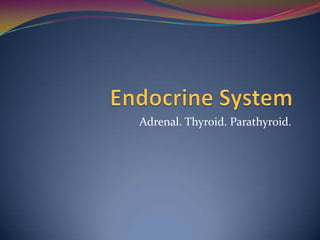 Adrenal. Thyroid. Parathyroid.
 