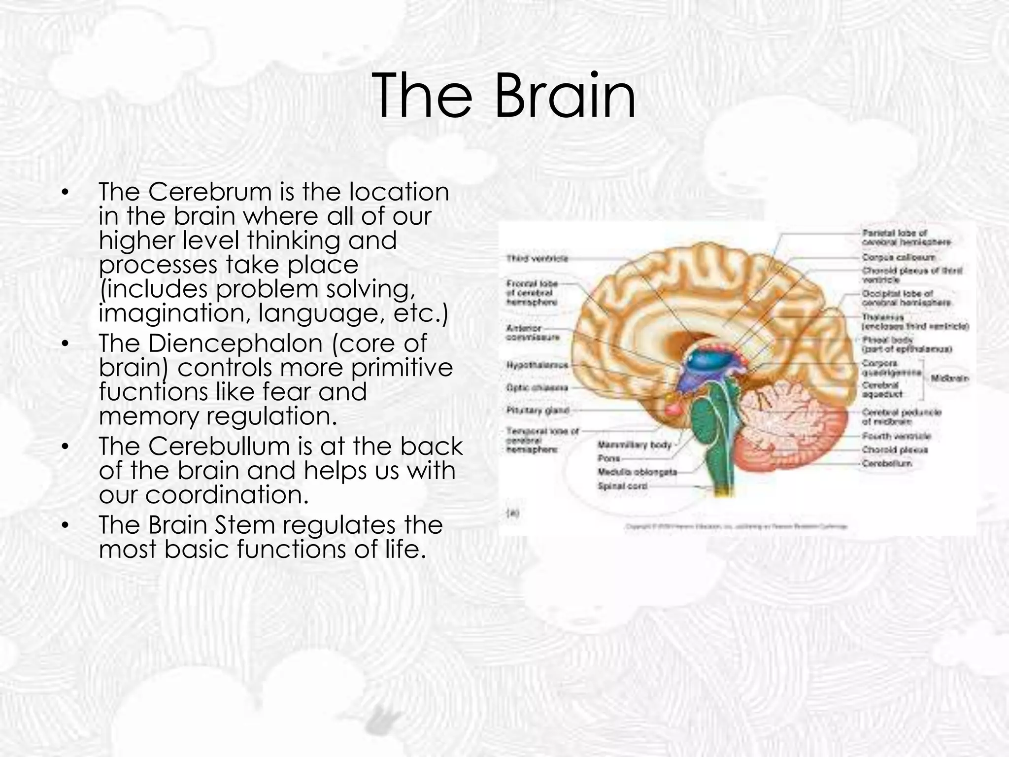 The Brain
• The Cerebrum is the location
in the brain where all of our
higher level thinking and
processes take place
(includes problem solving,
imagination, language, etc.)
• The Diencephalon (core of
brain) controls more primitive
fucntions like fear and
memory regulation.
• The Cerebullum is at the back
of the brain and helps us with
our coordination.
• The Brain Stem regulates the
most basic functions of life.
 