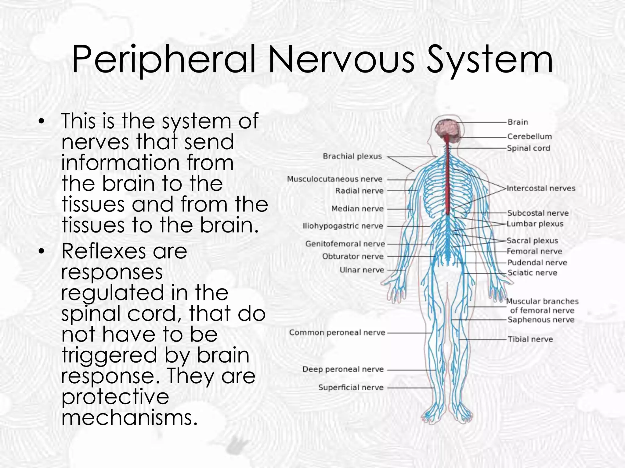 Peripheral Nervous System
• This is the system of
nerves that send
information from
the brain to the
tissues and from the
tissues to the brain.
• Reflexes are
responses
regulated in the
spinal cord, that do
not have to be
triggered by brain
response. They are
protective
mechanisms.
 