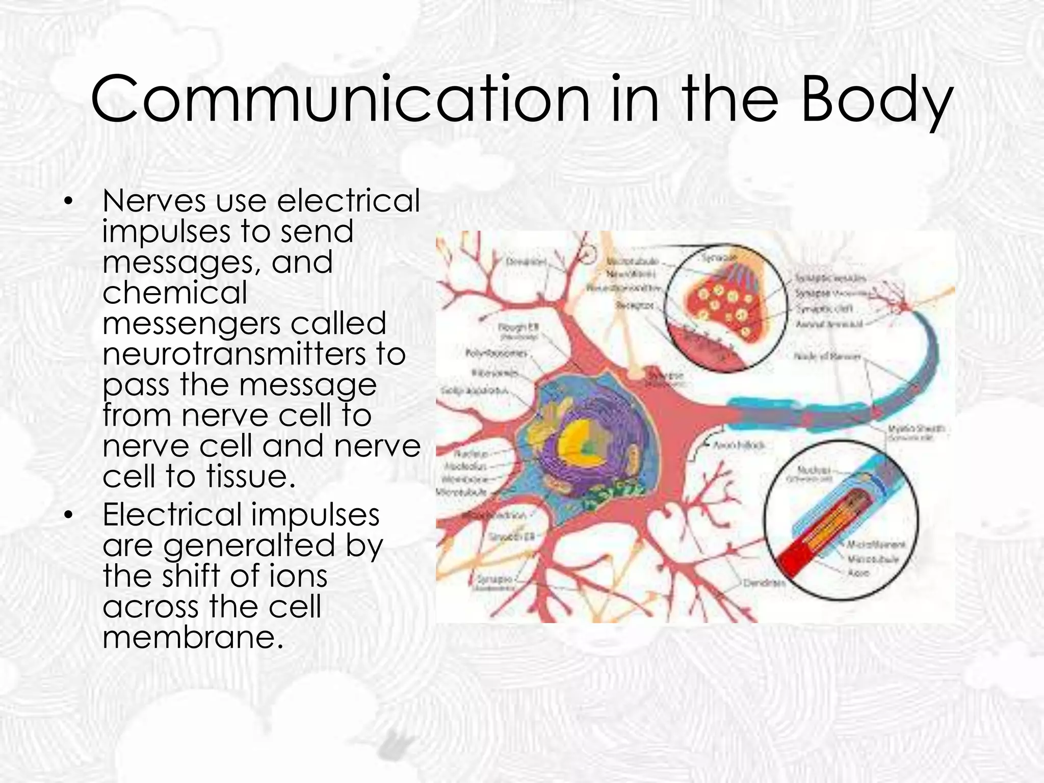 Communication in the Body
• Nerves use electrical
impulses to send
messages, and
chemical
messengers called
neurotransmitters to
pass the message
from nerve cell to
nerve cell and nerve
cell to tissue.
• Electrical impulses
are generalted by
the shift of ions
across the cell
membrane.
 