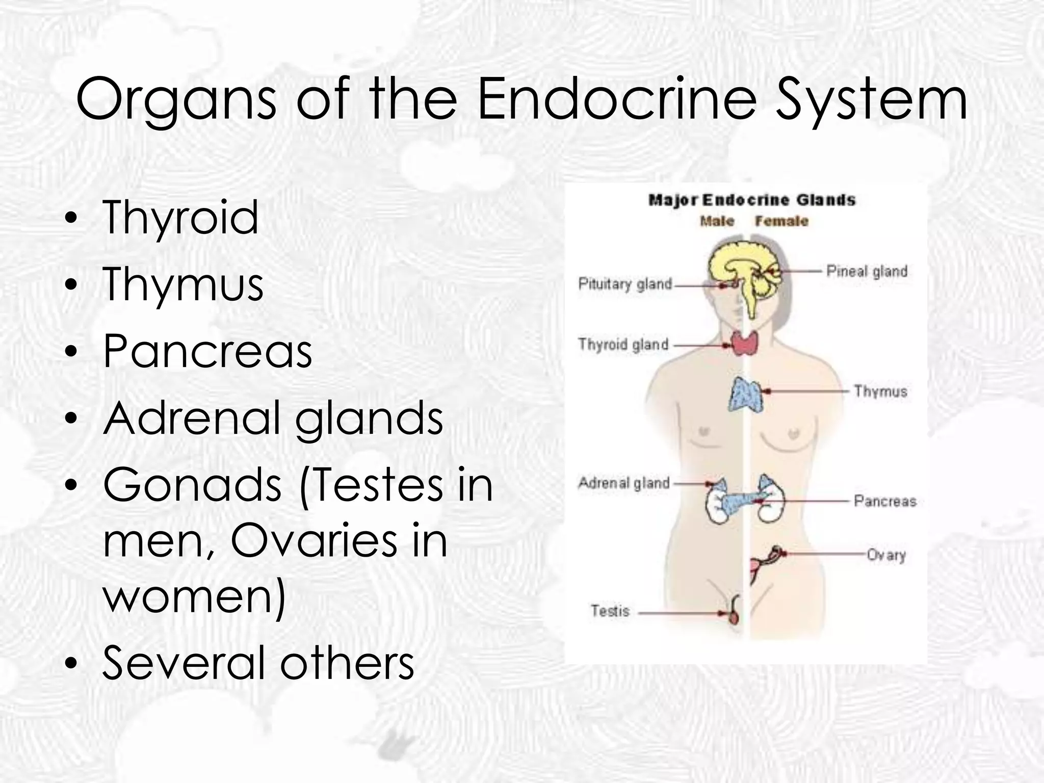 Organs of the Endocrine System
• Thyroid
• Thymus
• Pancreas
• Adrenal glands
• Gonads (Testes in
men, Ovaries in
women)
• Several others
 