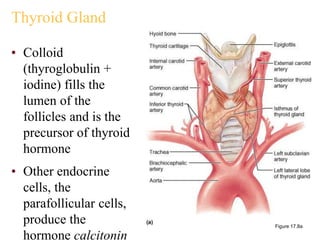 Thyroid Gland
• Colloid
(thyroglobulin +
iodine) fills the
lumen of the
follicles and is the
precursor of thyroid
hormone
• Other endocrine
cells, the
parafollicular cells,
produce the
hormone calcitonin
Figure 17.8a
 