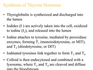 Synthesis of Thyroid Hormone
• Thyroglobulin is synthesized and discharged into
the lumen
• Iodides (I–) are actively taken into the cell, oxidized
to iodine (I2), and released into the lumen
• Iodine attaches to tyrosine, mediated by peroxidase
enzymes, forming T1 (monoiodotyrosine, or MIT),
and T2 (diiodotyrosine, or DIT)
• Iodinated tyrosines link together to form T3 and T4
• Colloid is then endocytosed and combined with a
lysosome, where T3 and T4 are cleaved and diffuse
 