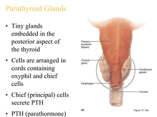 Parathyroid Glands
• Tiny glands
embedded in the
posterior aspect of
the thyroid
• Cells are arranged in
cords containing
oxyphil and chief
cells
• Chief (principal) cells
secrete PTH
• PTH (parathormone)
Figure 17.10a
 