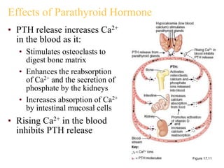 Effects of Parathyroid Hormone
• PTH release increases Ca2+
in the blood as it:
• Stimulates osteoclasts to
digest bone matrix
• Enhances the reabsorption
of Ca2+ and the secretion of
phosphate by the kidneys
• Increases absorption of Ca2+
by intestinal mucosal cells
• Rising Ca2+ in the blood
inhibits PTH release
Figure 17.11
 