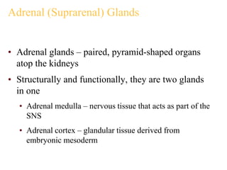 Adrenal (Suprarenal) Glands
• Adrenal glands – paired, pyramid-shaped organs
atop the kidneys
• Structurally and functionally, they are two glands
in one
• Adrenal medulla – nervous tissue that acts as part of the
SNS
• Adrenal cortex – glandular tissue derived from
embryonic mesoderm
 