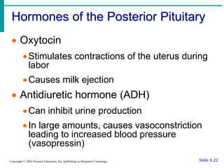 Hormones of the Posterior Pituitary
Slide 9.22
Copyright © 2003 Pearson Education, Inc. publishing as Benjamin Cummings
 Oxytocin
Stimulates contractions of the uterus during
labor
Causes milk ejection
 Antidiuretic hormone (ADH)
Can inhibit urine production
In large amounts, causes vasoconstriction
leading to increased blood pressure
(vasopressin)
 