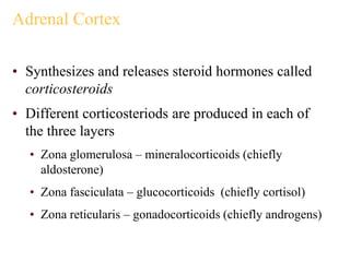 Adrenal Cortex
• Synthesizes and releases steroid hormones called
corticosteroids
• Different corticosteriods are produced in each of
the three layers
• Zona glomerulosa – mineralocorticoids (chiefly
aldosterone)
• Zona fasciculata – glucocorticoids (chiefly cortisol)
• Zona reticularis – gonadocorticoids (chiefly androgens)
 