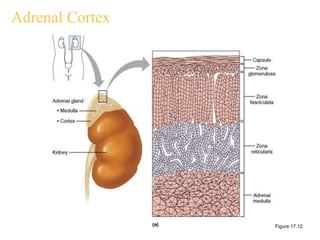 Adrenal Cortex
Figure 17.12
 