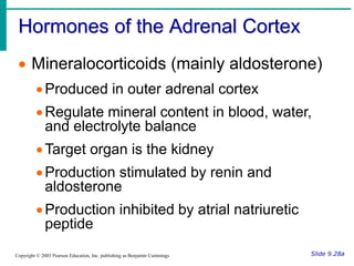 Hormones of the Adrenal Cortex
Slide 9.28a
Copyright © 2003 Pearson Education, Inc. publishing as Benjamin Cummings
 Mineralocorticoids (mainly aldosterone)
Produced in outer adrenal cortex
Regulate mineral content in blood, water,
and electrolyte balance
Target organ is the kidney
Production stimulated by renin and
aldosterone
Production inhibited by atrial natriuretic
peptide
 