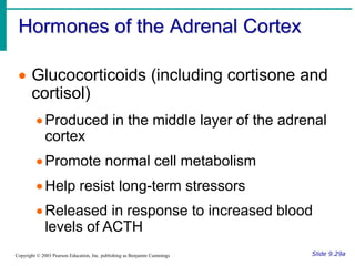 Hormones of the Adrenal Cortex
Slide 9.29a
Copyright © 2003 Pearson Education, Inc. publishing as Benjamin Cummings
 Glucocorticoids (including cortisone and
cortisol)
Produced in the middle layer of the adrenal
cortex
Promote normal cell metabolism
Help resist long-term stressors
Released in response to increased blood
levels of ACTH
 