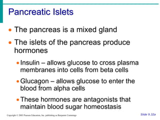 Pancreatic Islets
Slide 9.32a
Copyright © 2003 Pearson Education, Inc. publishing as Benjamin Cummings
 The pancreas is a mixed gland
 The islets of the pancreas produce
hormones
Insulin – allows glucose to cross plasma
membranes into cells from beta cells
Glucagon – allows glucose to enter the
blood from alpha cells
These hormones are antagonists that
maintain blood sugar homeostasis
 