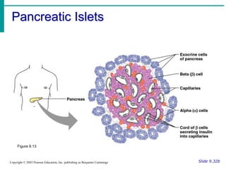 Pancreatic Islets
Slide 9.32b
Copyright © 2003 Pearson Education, Inc. publishing as Benjamin Cummings
Figure 9.13
 