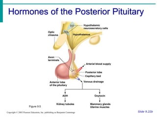 Hormones of the Posterior Pituitary
Slide 9.22b
Copyright © 2003 Pearson Education, Inc. publishing as Benjamin Cummings
Figure 9.5
 