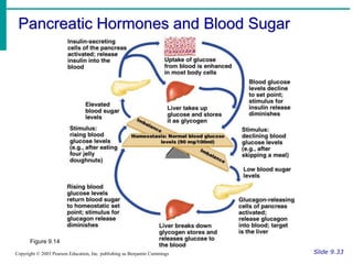 Pancreatic Hormones and Blood Sugar
Slide 9.33
Copyright © 2003 Pearson Education, Inc. publishing as Benjamin Cummings
Figure 9.14
 