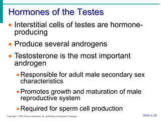 Hormones of the Testes
Slide 9.38
Copyright © 2003 Pearson Education, Inc. publishing as Benjamin Cummings
 Interstitial cells of testes are hormone-
producing
 Produce several androgens
 Testosterone is the most important
androgen
Responsible for adult male secondary sex
characteristics
Promotes growth and maturation of male
reproductive system
Required for sperm cell production
 