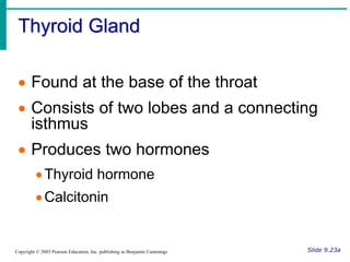 Thyroid Gland
Slide 9.23a
Copyright © 2003 Pearson Education, Inc. publishing as Benjamin Cummings
 Found at the base of the throat
 Consists of two lobes and a connecting
isthmus
 Produces two hormones
Thyroid hormone
Calcitonin
 