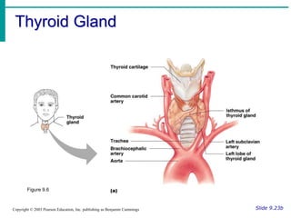 Thyroid Gland
Slide 9.23b
Copyright © 2003 Pearson Education, Inc. publishing as Benjamin Cummings
Figure 9.6
 