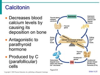 Calcitonin
Slide 9.25
Copyright © 2003 Pearson Education, Inc. publishing as Benjamin Cummings
 Decreases blood
calcium levels by
causing its
deposition on bone
 Antagonistic to
parathyroid
hormone
 Produced by C
(parafollicular)
cells
Figure 9.9
 