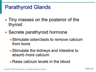 Parathyroid Glands
Slide 9.26
Copyright © 2003 Pearson Education, Inc. publishing as Benjamin Cummings
 Tiny masses on the posterior of the
thyroid
 Secrete parathyroid hormone
Stimulate osterclasts to remove calcium
from bone
Stimulate the kidneys and intestine to
absorb more calcium
Raise calcium levels in the blood
 