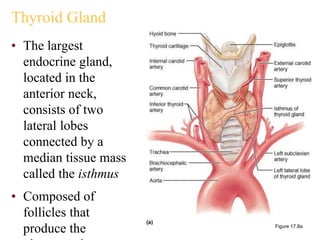 Thyroid Gland
• The largest
endocrine gland,
located in the
anterior neck,
consists of two
lateral lobes
connected by a
median tissue mass
called the isthmus
• Composed of
follicles that
produce the Figure 17.8a
 