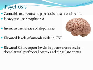 Psychosis
 Cannabis use -worsens psychosis in schizophrenia,
 Heavy use –schizophrenia
 Increase the release of dopamine
 Elevated levels of anandamide in CSF.
 Elevated CB1 receptor levels in postmortem brain -
dorsolateral prefrontal cortex and cingulate cortex
 