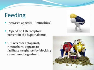 Feeding
 Increased appetite – “munchies”
 Depend on CB1 receptors
present in the hypothalamus
 CB1 receptor antagonist,
rimonabant, appears to
facilitate weight loss by blocking
cannabinoid signaling.
 