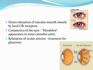  Direct relaxation of vascular smooth muscle
by local CB1 receptors.
 Conjunctiva of the eyes - “bloodshot”
appearance in some cannabis users.
 Relaxation of ocular arteries - treatment for
glaucoma
 