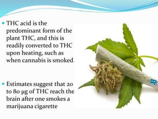  THC acid is the
predominant form of the
plant THC, and this is
readily converted to THC
upon heating, such as
when cannabis is smoked.
 Estimates suggest that 20
to 80 µg of THC reach the
brain after one smokes a
marijuana cigarette
 